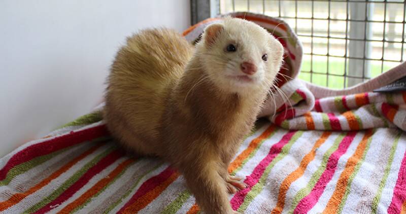 Ferret sitting on a blanket