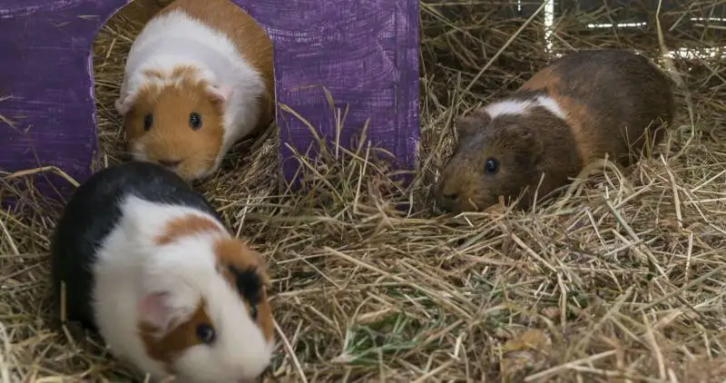 Guinea pigs exploring their surroundings