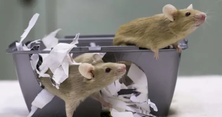 Mice playing in a box
