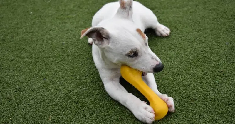 Puppy chewing a toy