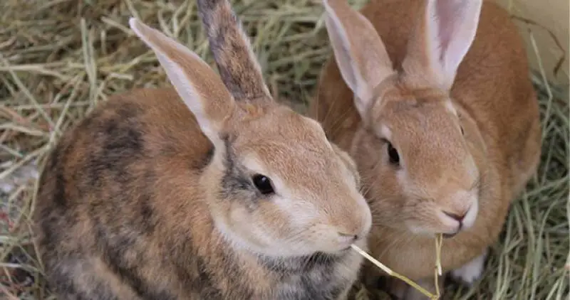 Two rabbit eating - e-learning workshop