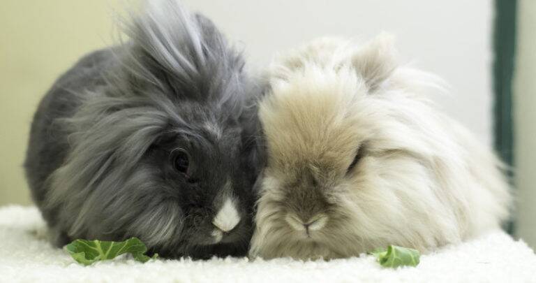 A grey and white small pet