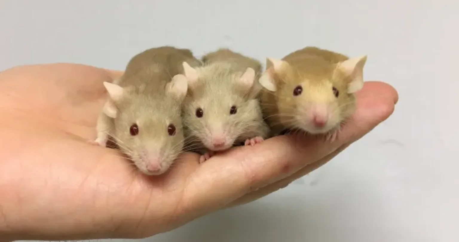Three mice held in someone's hand