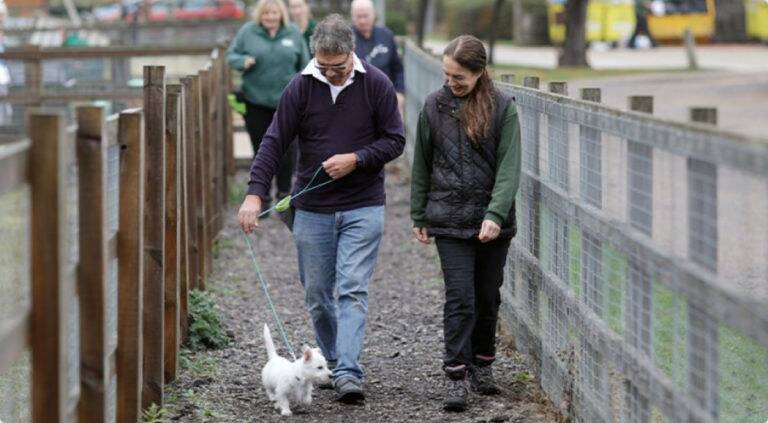 Two people walking with a dog