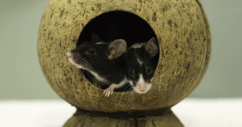 Two mice playing in a toy