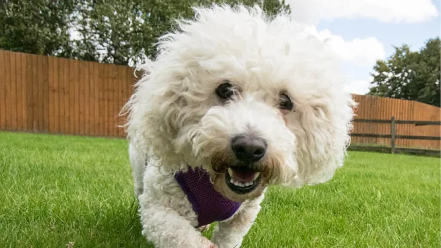White fluffy dog running towards the camera