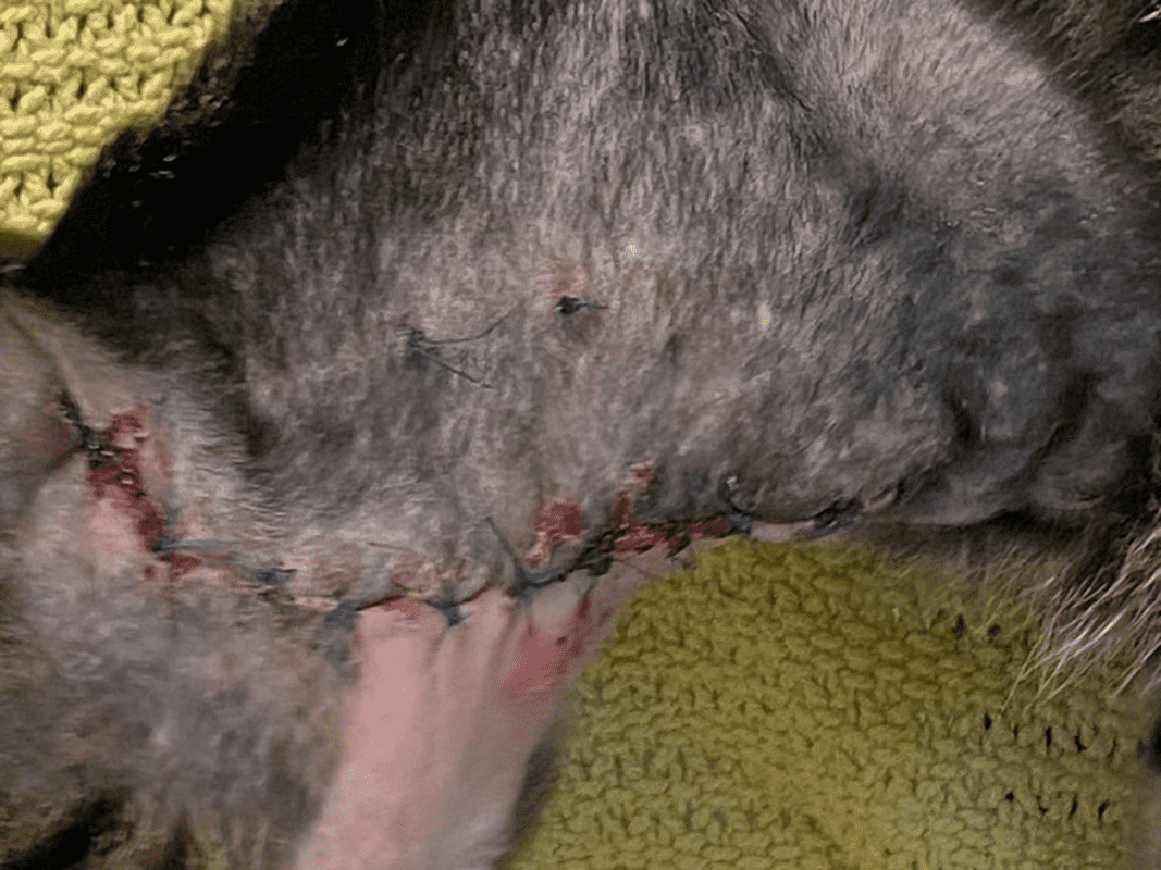 A close-up of a cat’s shaved skin shows stitches in the healing stage after a recent surgical incision, with some redness and mild swelling. The animal is lying on a yellow textured surface.