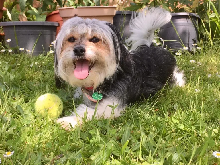 Minnie the dog with a ball - Woodgreen