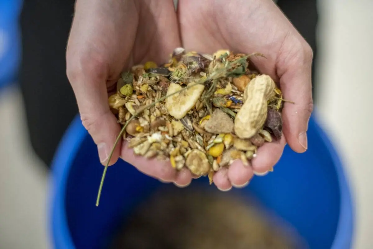 A pair of hands holding a mix of mouse food, including seeds, grains, dried vegetables, nuts, and herbs, with a blue container in the background.