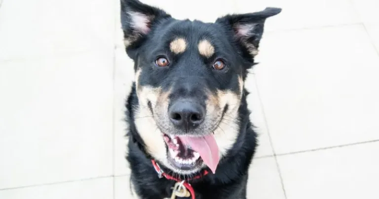 A black dog