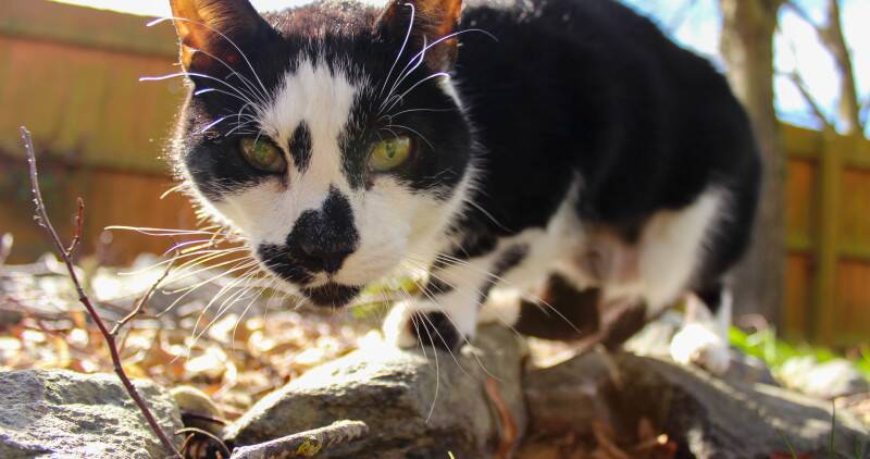Close up image of a black and white cat on a log