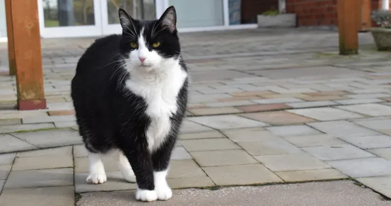 Black and white cat strolling outside