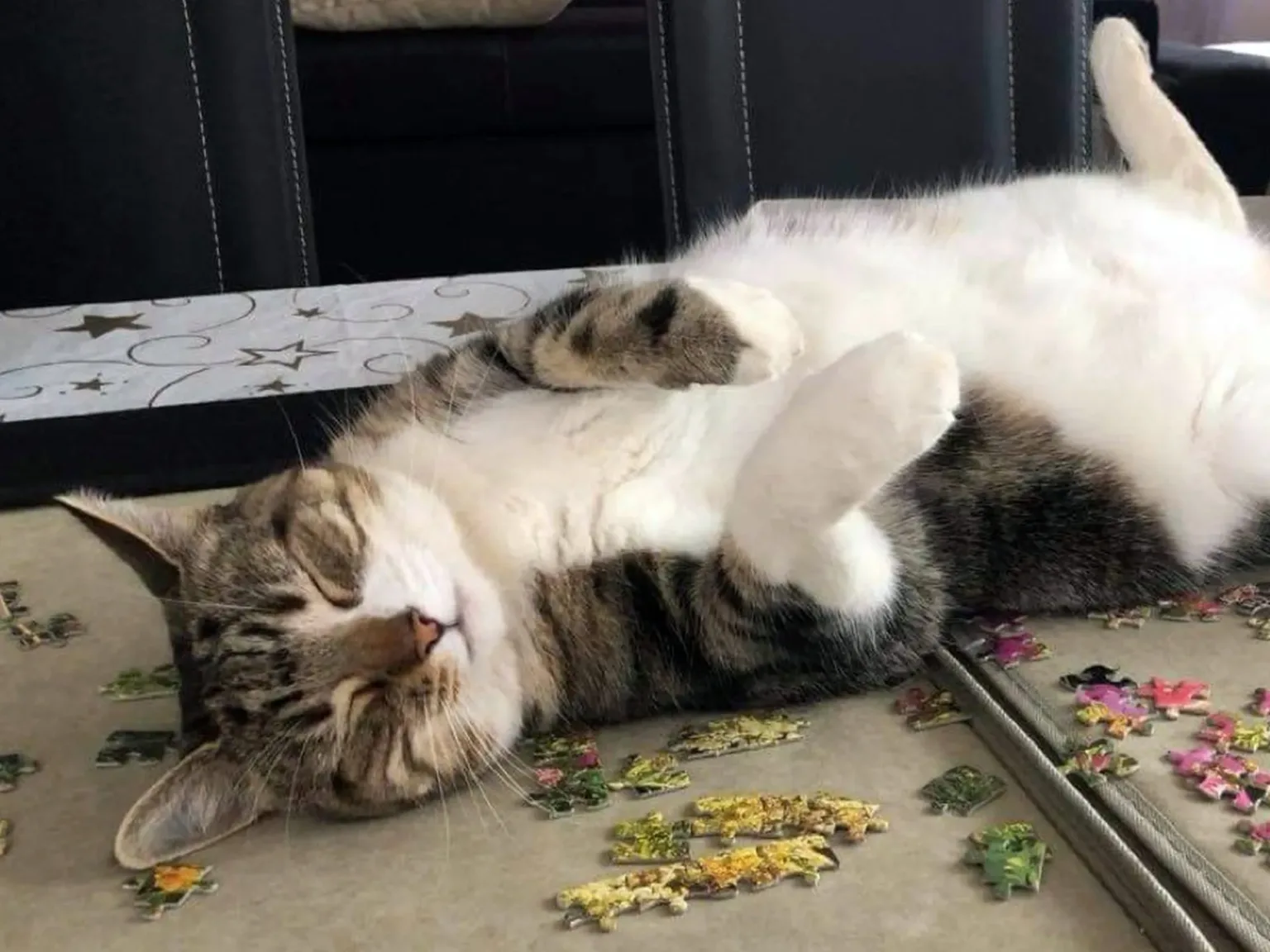 Carly the cat