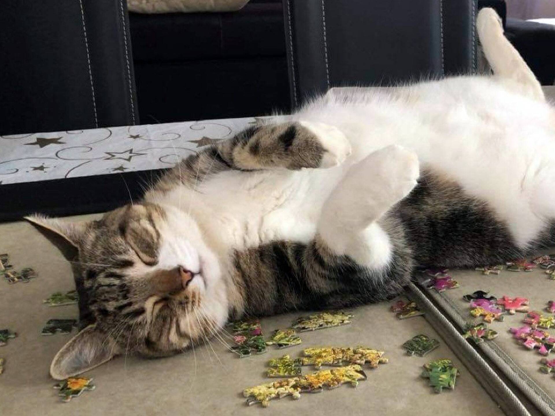 Carly the cat