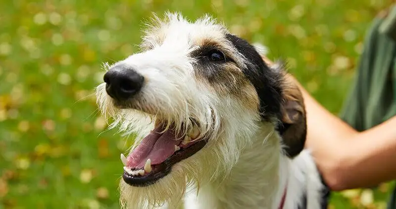 Terrier dog being patted