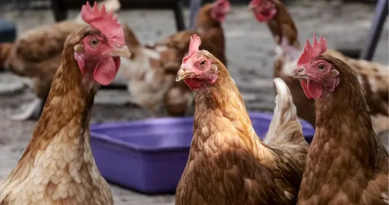 Flock of chickens outside