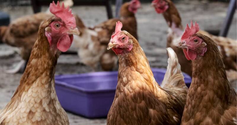 Flock of chickens outside
