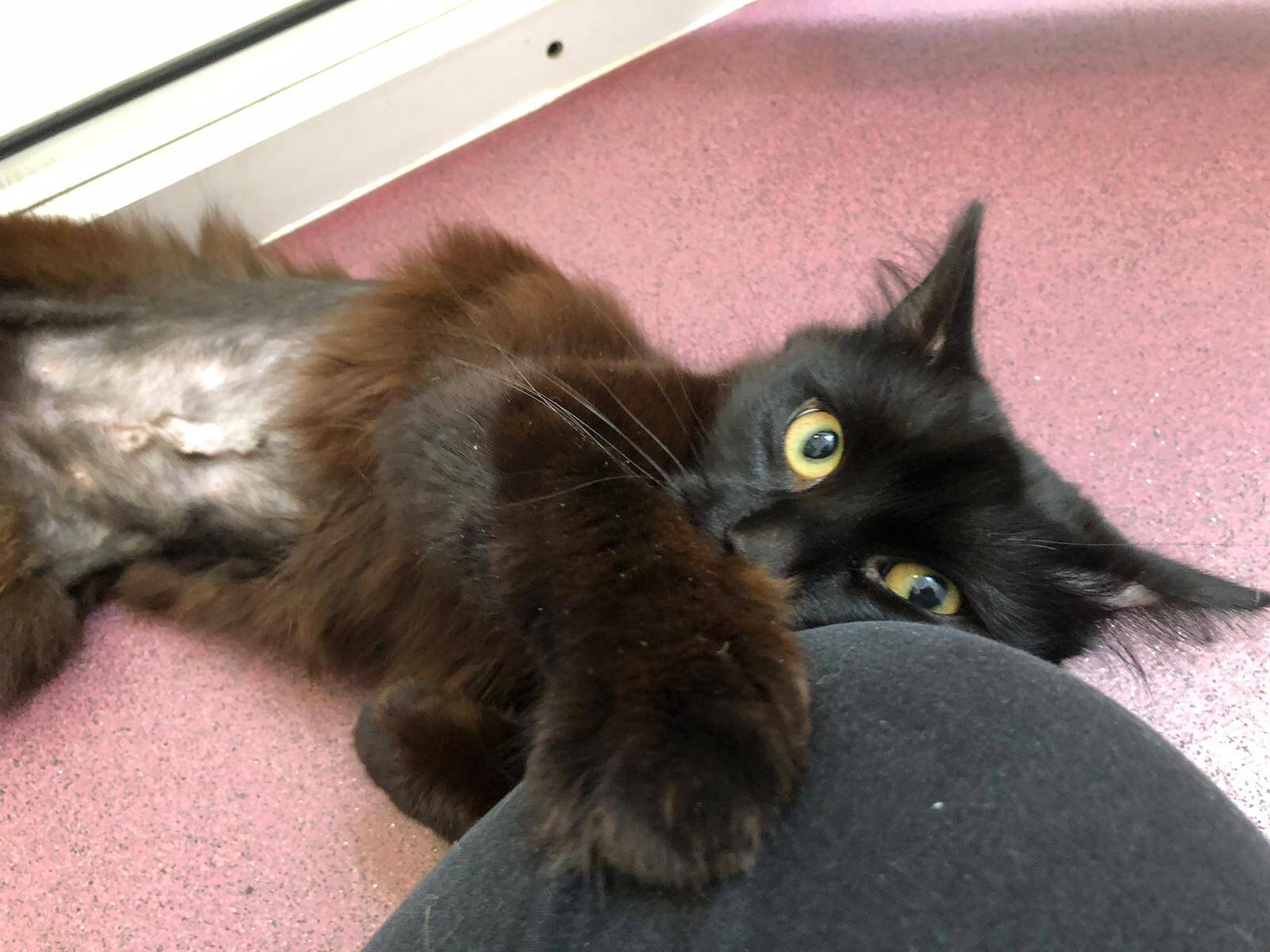Fred the cat