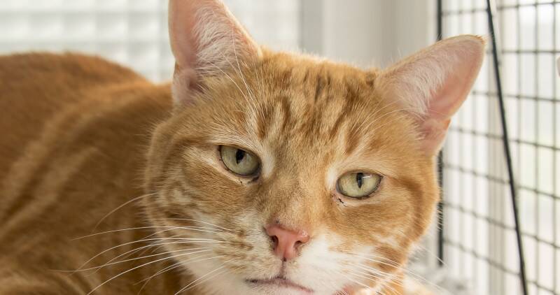 A close up image of a ginger cat
