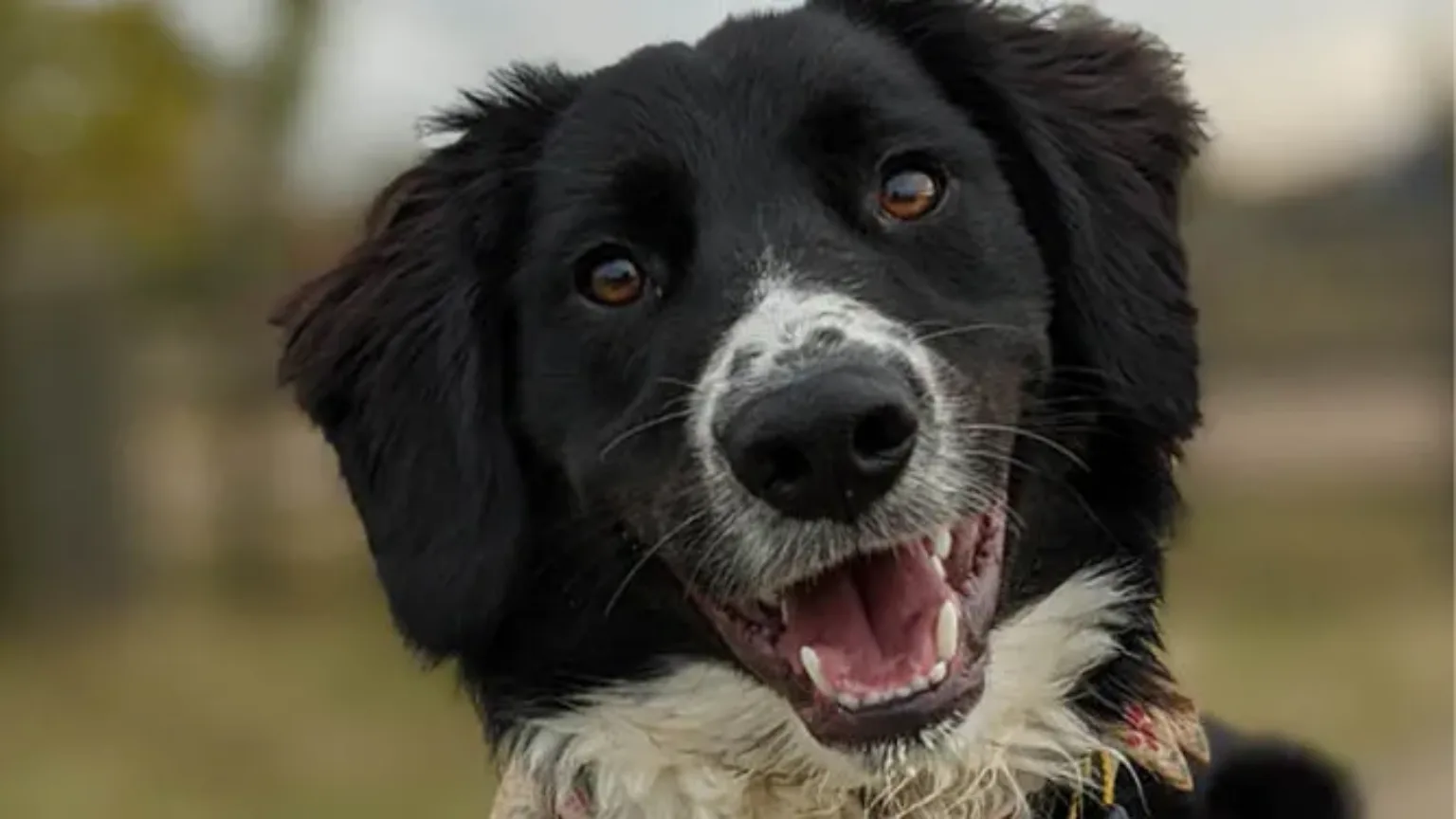 Helping reactive dogs