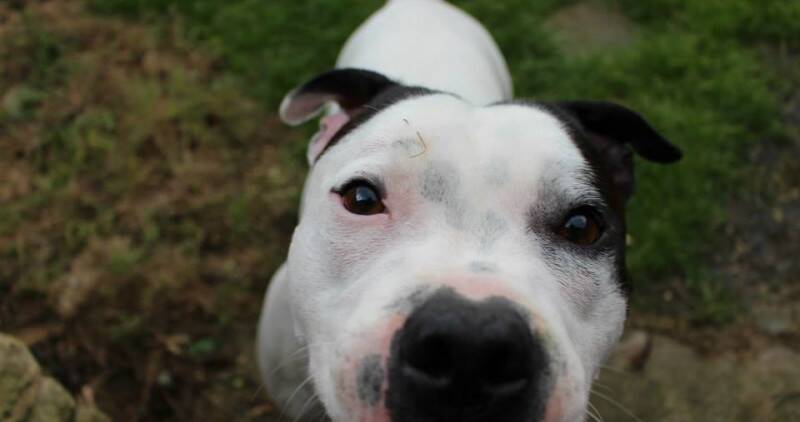Close up image of a black and white dog