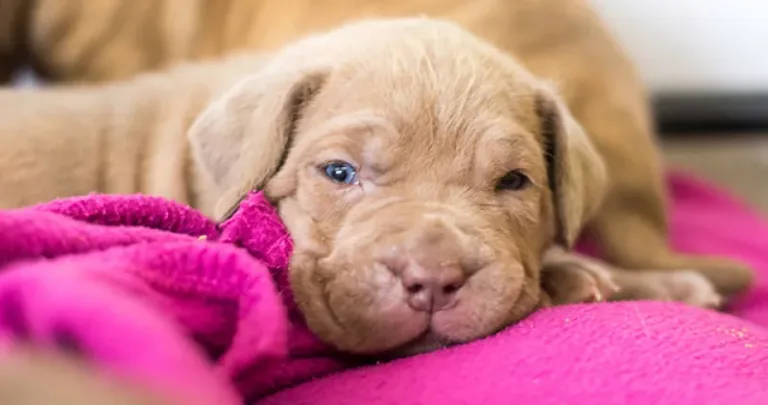 Puppy laying on a pink blanket