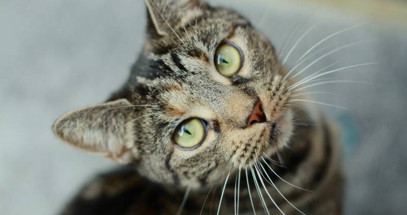 A close up image of a tabby cat