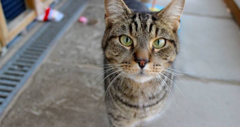 Tabby cat outside