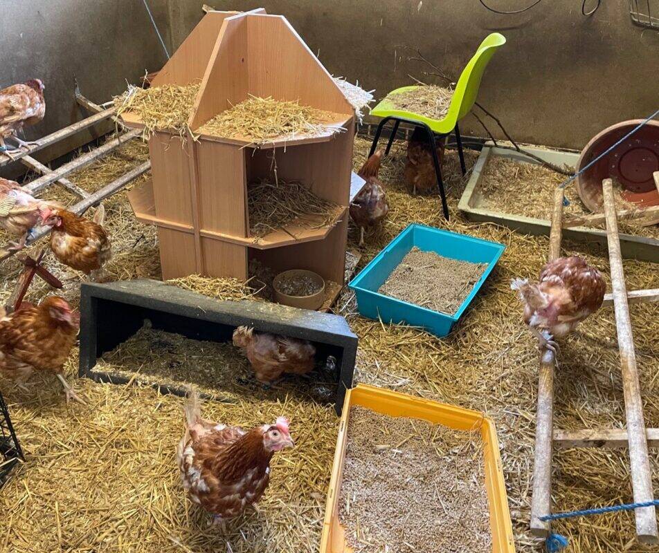Several brown chickens in a straw-covered indoor coop enjoy chicken enrichment, exploring feeding trays and perches around the wooden structure. A green chair adds variety as some chickens eat while others roam the enclosure.