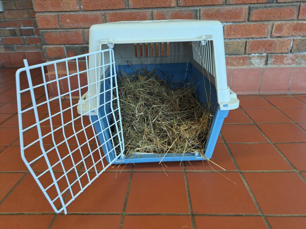 Blue rabbit carrier with a white wire front gate, filled with hay.