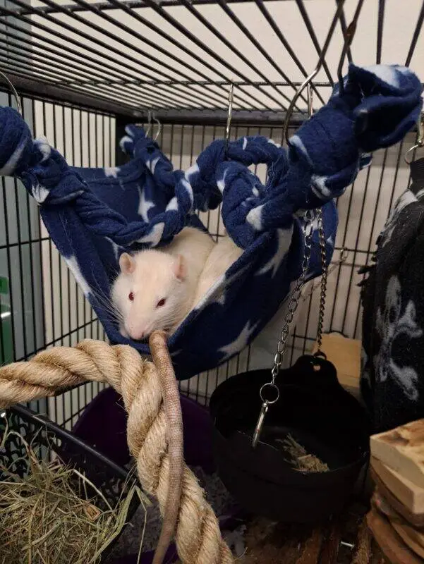 A white rat with pink eyes rests in a blue rat hammock with white stars inside a cage. A thick rope, black food bowl, hay, and other cage accessories are also visible.
