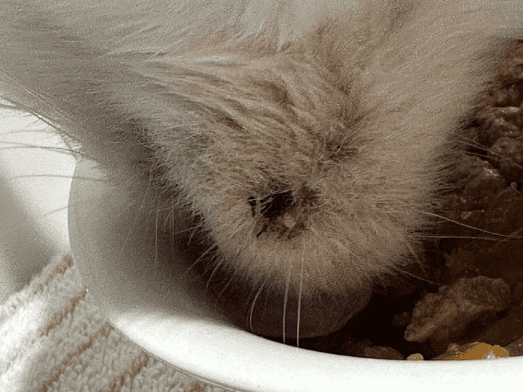 Close-up of a cat’s chin showing cat acne while eating from a bowl.