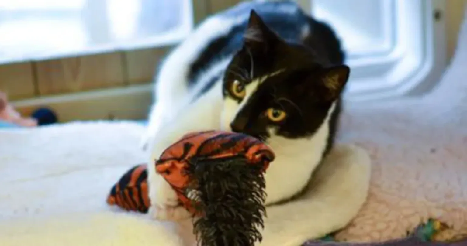 Cat with their kickaroo toy