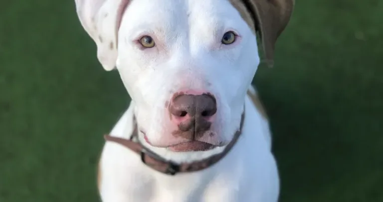 A white dog