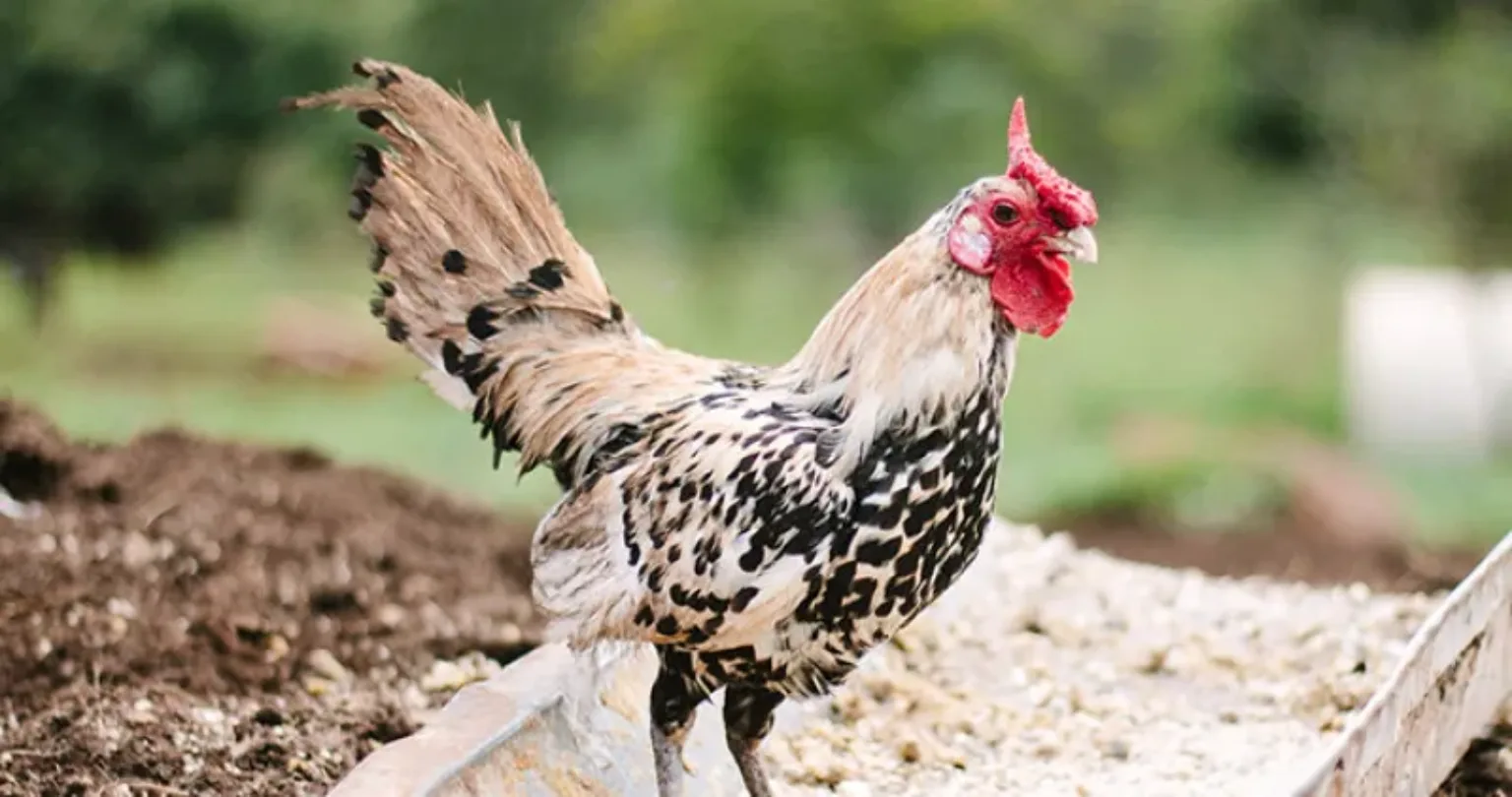 Chicken outside