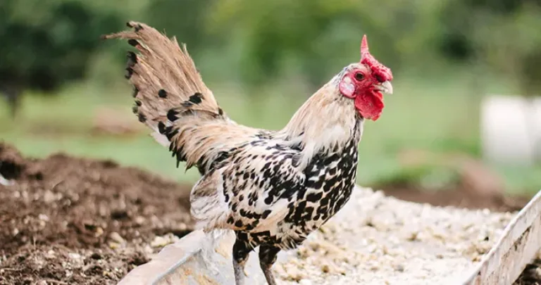 Chicken outside