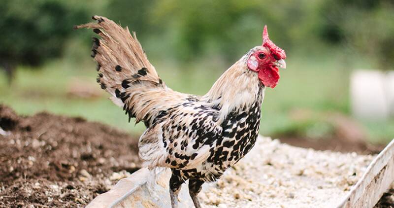 Chicken outside