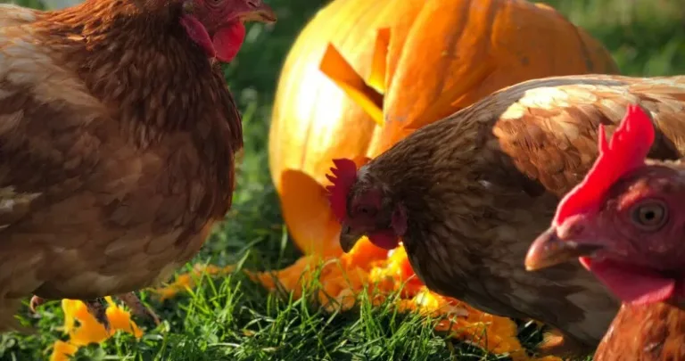 Chickens eating pumpkins