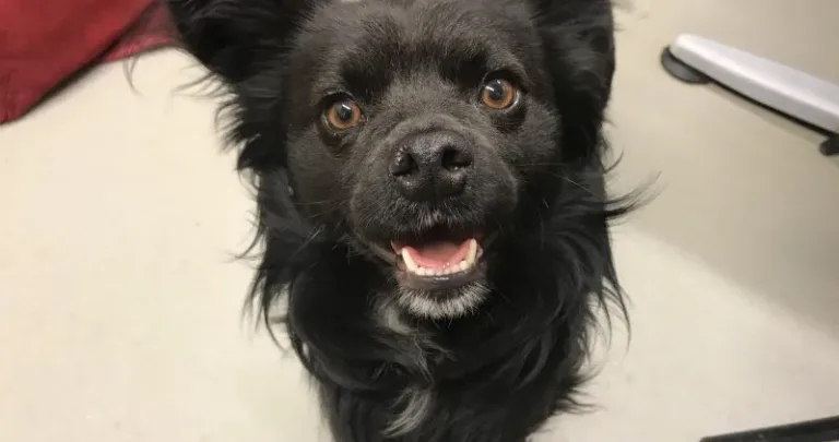 Little black dog
