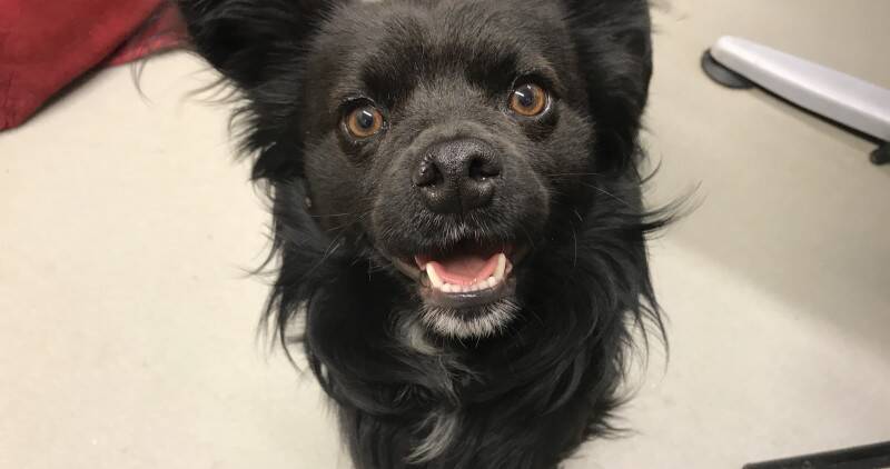 Little black dog