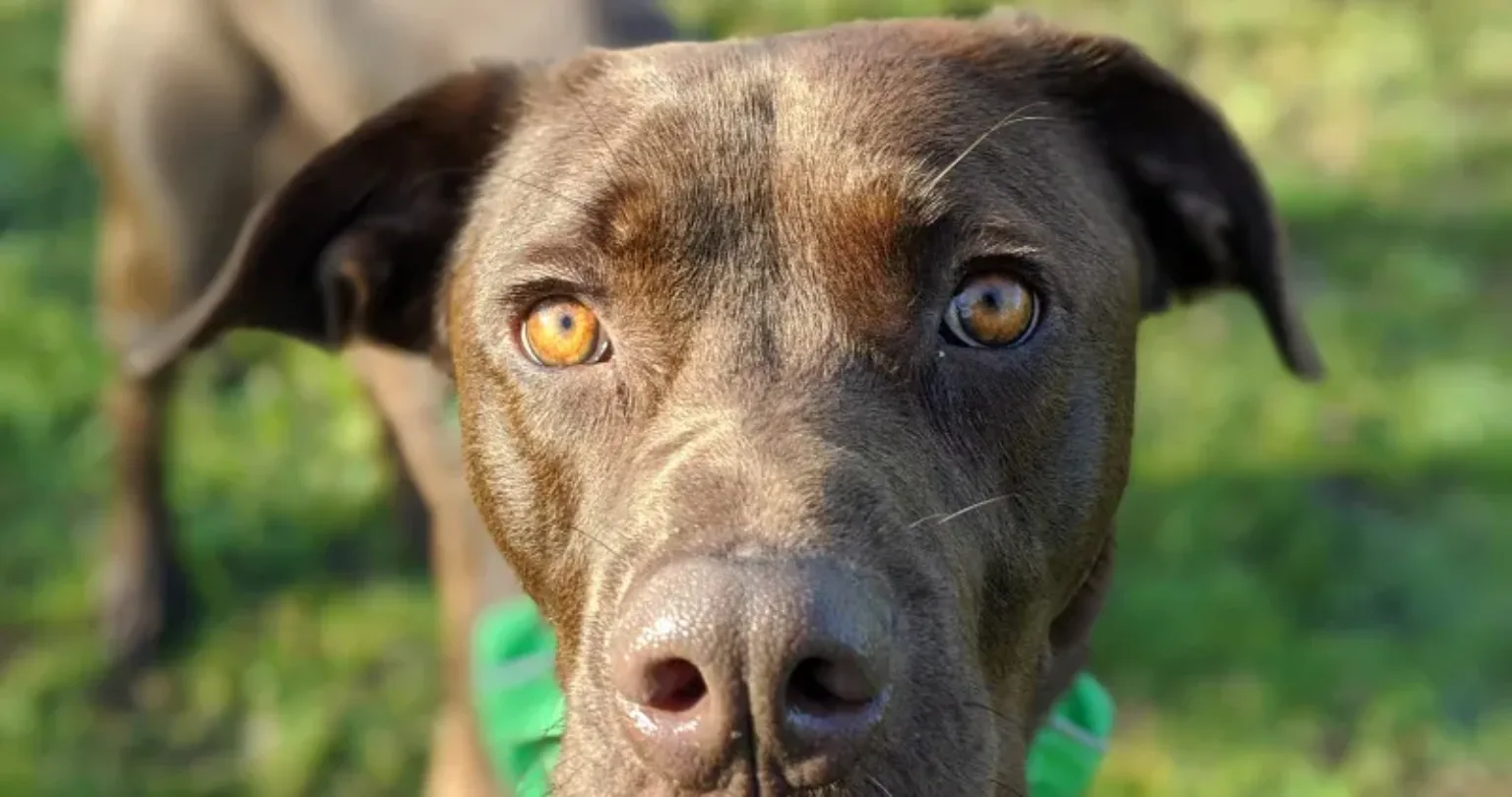 Brown dog