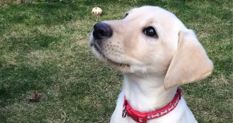 photo of labrador puppy