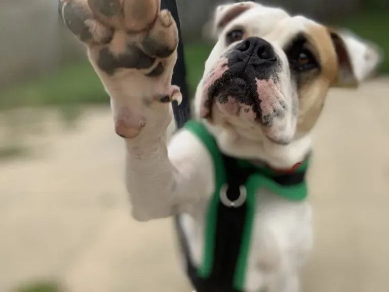 Shane the American Bulldog