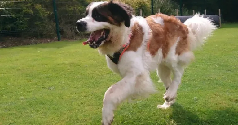 St Bernard running in the grass