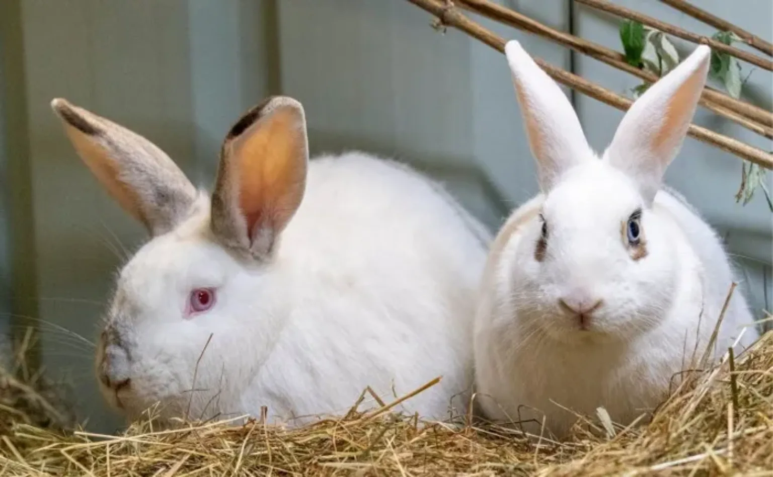 Two white rescue rabbits