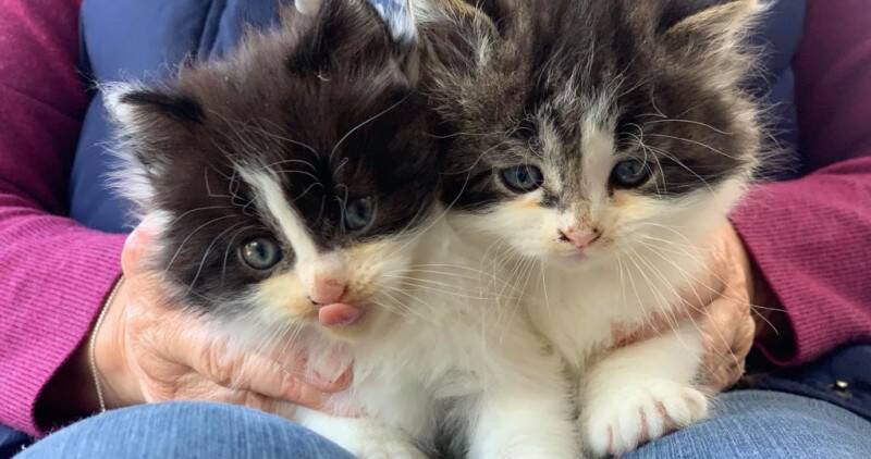 Two fluffy kittens