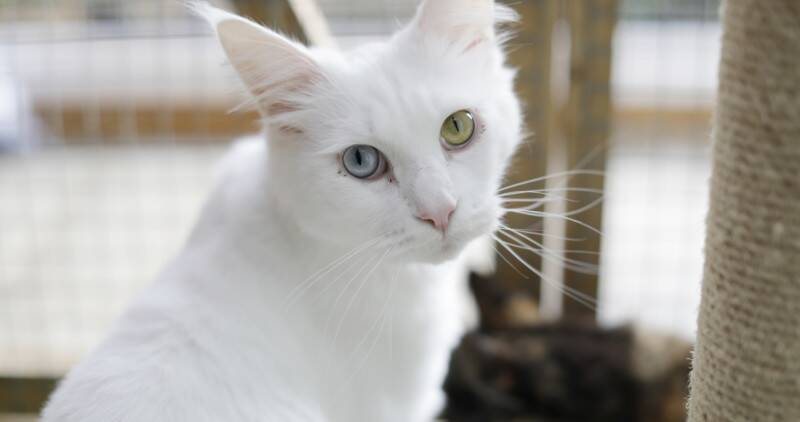 White cat with a blue eye and a gold eye