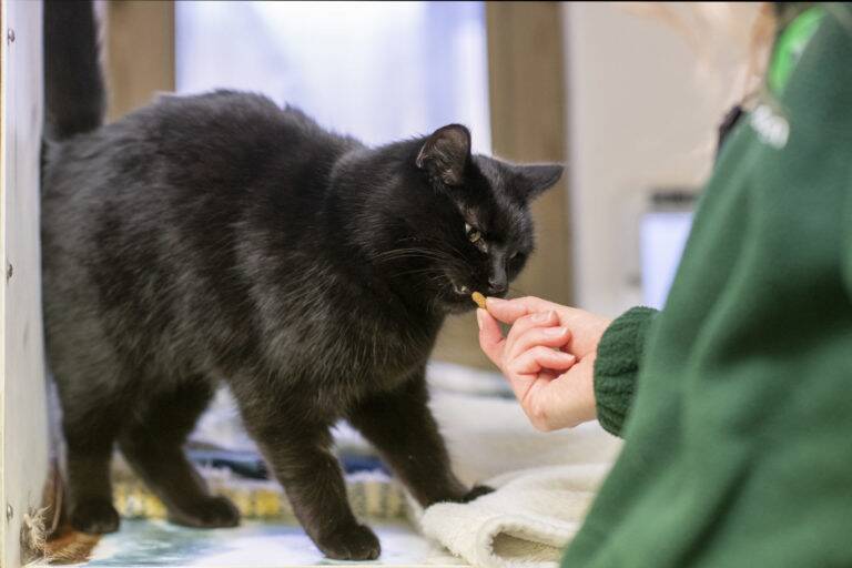 Cat being given a treat