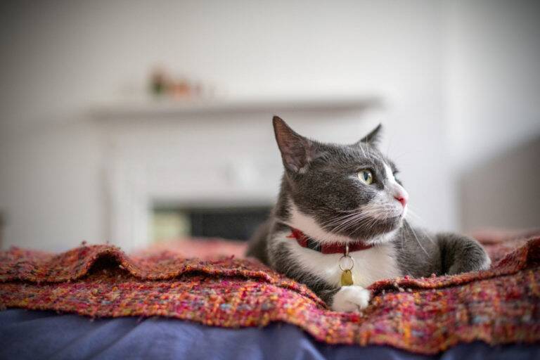 Cat sitting on a red blanket