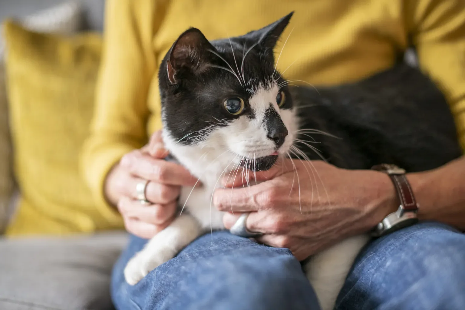 Cat sitting on a person's lap